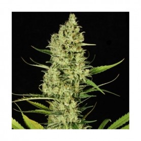 Delahaze Feminizadas de Paradise Seeds 10u