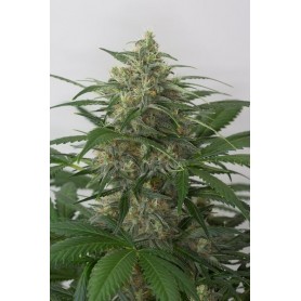 Moby Dick XXL Autofloración de Dinafem 25u 