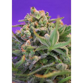  Sweet Cheese Fast Version de Sweet Seeds  25u