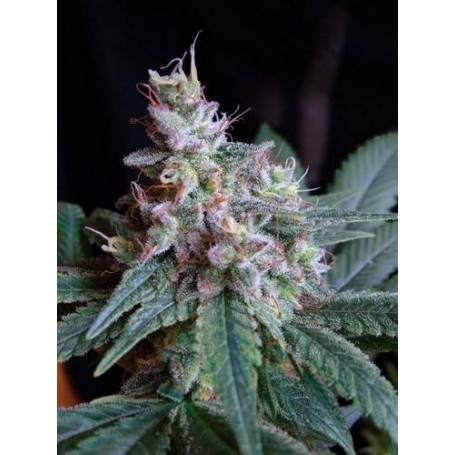 5 Semillas Cream Caramel de Sweet Seeds