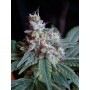 5 Semillas Cream Caramel de Sweet Seeds