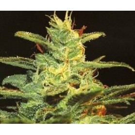 5 Semillas Ice Cool Feminizadas Sweet Seeds