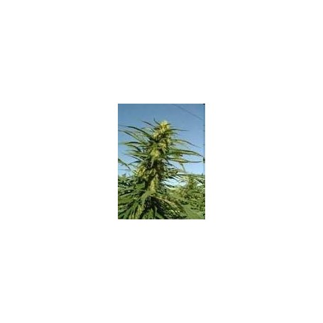 5 Semillas Sweet Tai Feminizada de Sweet Seeds
