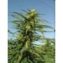5 Semillas Sweet Tai Feminizada de Sweet Seeds