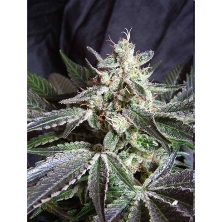 5 Semillas Black Jack Feminizadas de Sweet Seeds