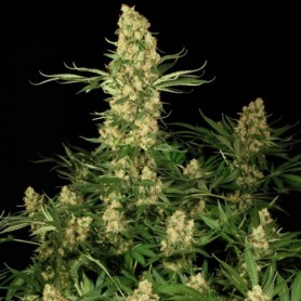 Paradise 5 Fem - Wappa