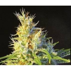 5 Semillas  Psicodelicia Feminizadas Sweet Seeds