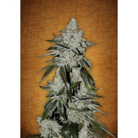 Girl Scout Cookies Autofloreciente de Fast Buds 5u