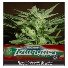 Highbred Lowrider 1