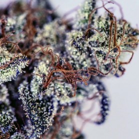 Girl Scout Cookies de Blimburn Seeds 9u