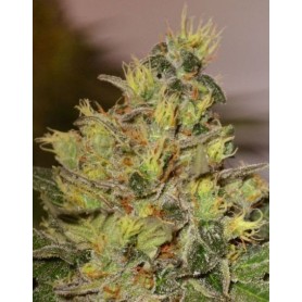 Dutch Kush feminizadas de Paradise Seeds 5u