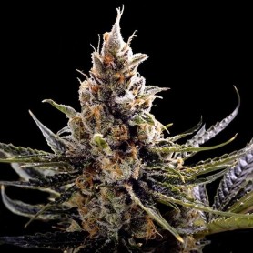 24K Gold Feminizadas de DNA GENETICS 3u