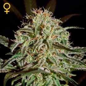 A.M.S Feminizadas de Green House Seeds 10u