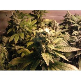 Acid Feminizadas de Paradise Seeds 10u