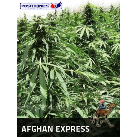 Afghan Express Feminizadas de Positronics 5u