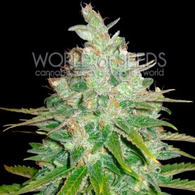 Afghan Kush X Black Domina (MedicaL Collection) de World of  Seeds 12u