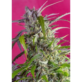 Crystal Candy Autofloreciente de Sweet Seeds 3u