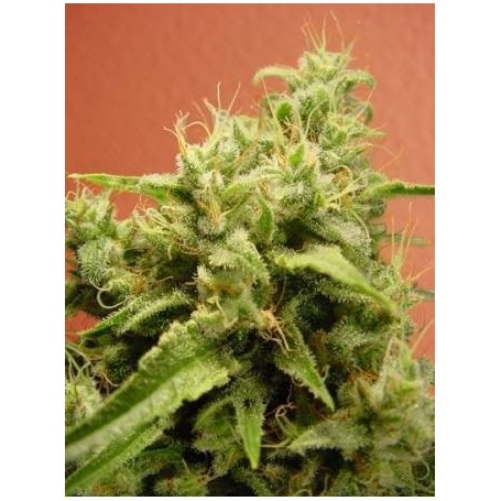 10 Semillas Opium Feminizadas de Paradise Seeds