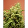 10 Semillas Opium Feminizadas de Paradise Seeds