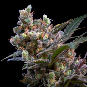 Critical Dream - GD Bank 100 semillas