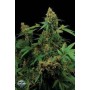 3 Semillas Moby Dick Feminizada Dinafem