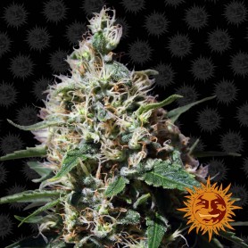 Peppermint Kush Feminizadas Barney's Farm