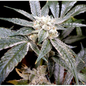 6 Semillas El Fuego Feminizadas de DNA Genetics