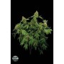3 Semillas Santa Sativa Feminizada Dinafem