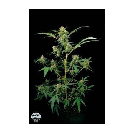 3 Semillas Critical +  Feminizada Dinafem