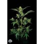 3 Semillas Critical +  Feminizada Dinafem