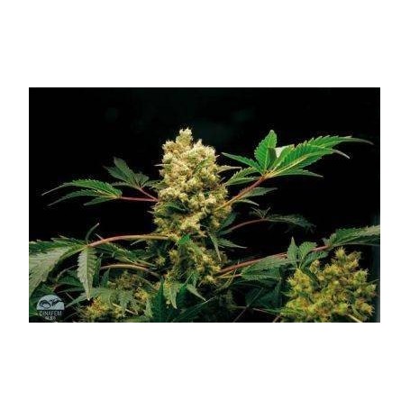 3 Semillas Power Kush Feminizada Dinafem