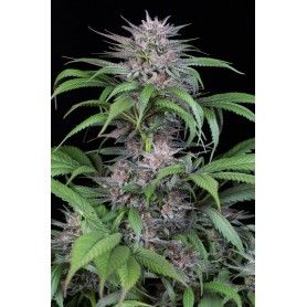 QUICK KUSH * DINAFEM 5 UND FEM