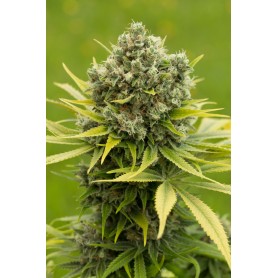 DINAMED CBD PLUS * DINAFEM 10 UND FEM