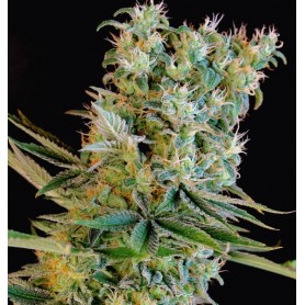 Gymnesia  - GD Bank - 1 semilla