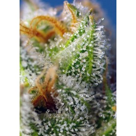 Crystal Candy F1 Fast Versión de Sweet Seeds 5u