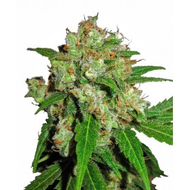 Sensi Skunk Feminizda de Sensi Seeds
