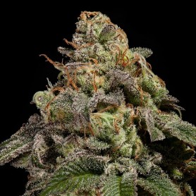 OMG Feminizada de Ripper Seeds