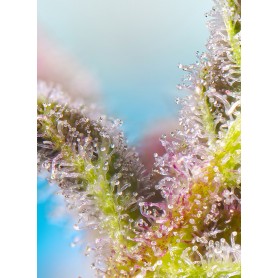 Purple Punch OG de Sweet Seeds (3+1)